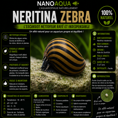NERITINA NATALENSIS / ZEBRA / TURRITA