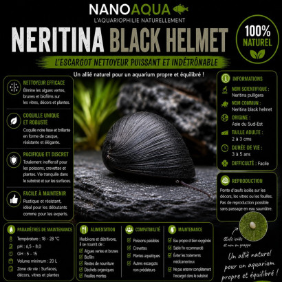 NERITINA PULLIGERA / BLACK HELMET