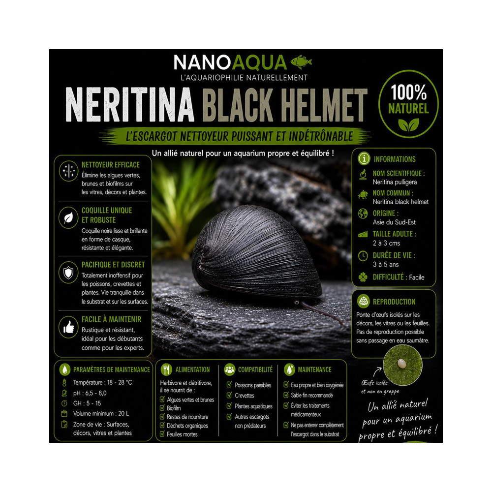 NERITINA PULLIGERA / BLACK HELMET