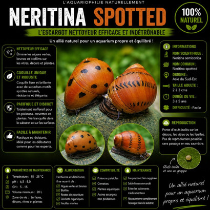 NERITINA SEMICONICA / SPOTTED / ONION