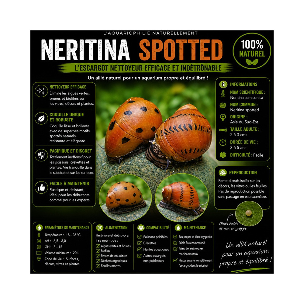 NERITINA SEMICONICA / SPOTTED / ONION