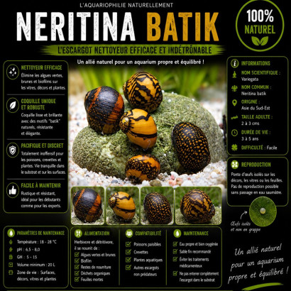 NERITINA VARIEGATA / BATIK