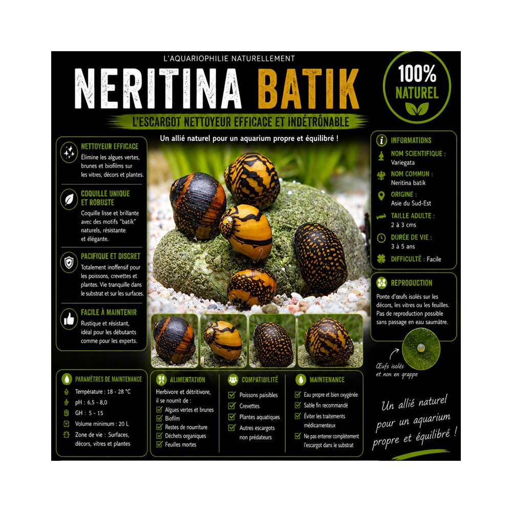 NERITINA VARIEGATA / BATIK