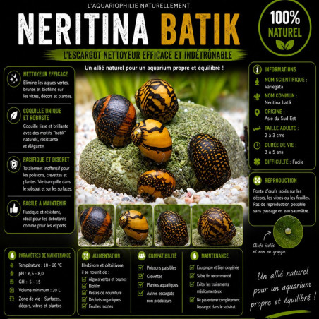 NERITINA VARIEGATA / BATIK