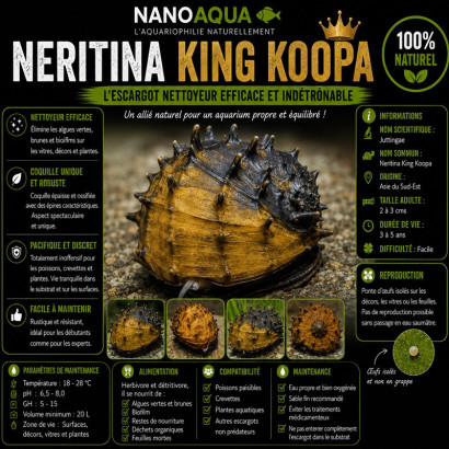 NERITINA JUTTINGAE / KING KOOPA