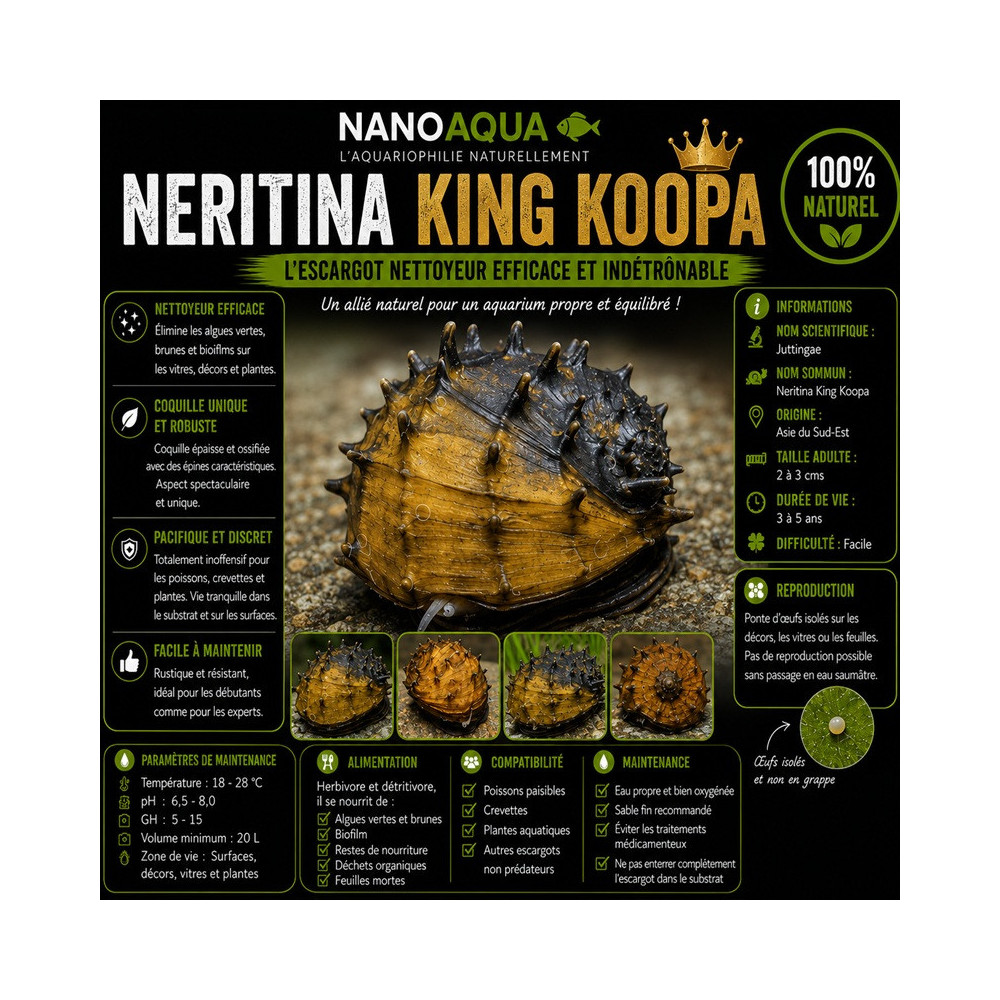 NERITINA JUTTINGAE / KING KOOPA