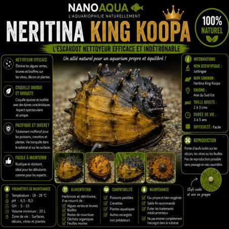 NERITINA JUTTINGAE / KING KOOPA