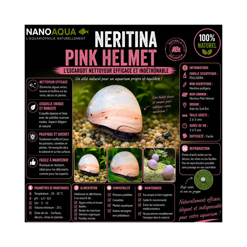 NERITINA GOLD PULLIGERA / BELUGA / WHITE HELMET / PINK HELMET