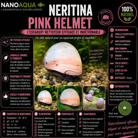 NERITINA GOLD PULLIGERA / BELUGA / WHITE HELMET / PINK HELMET