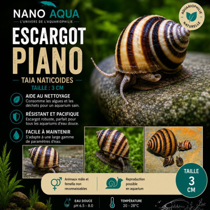 TAIA NATICOIDES / INLAY SNAIL / ESGARGOT PIANO