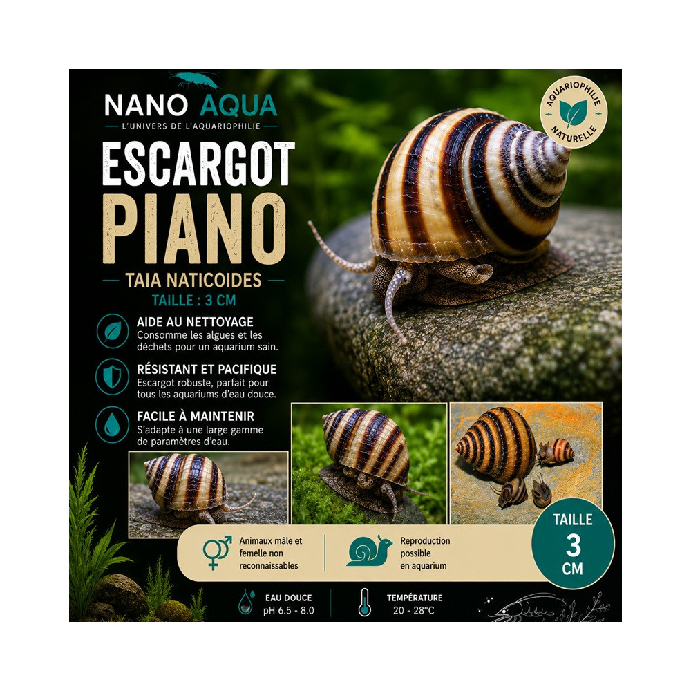 TAIA NATICOIDES / INLAY SNAIL / ESGARGOT PIANO