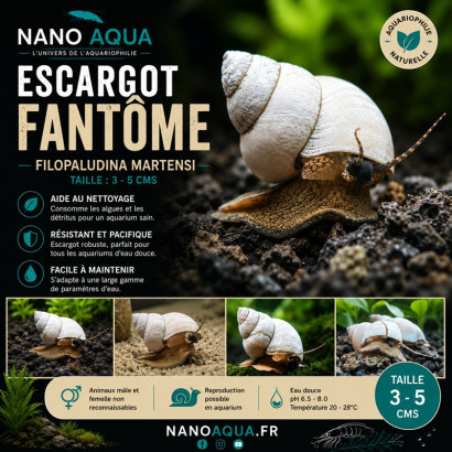 FILOPALUDINA MARTENSI ( SIAMOPALUDINA ) / GHOST WIZARD WHITE SNAIL / ESCARGOT FANTOME
