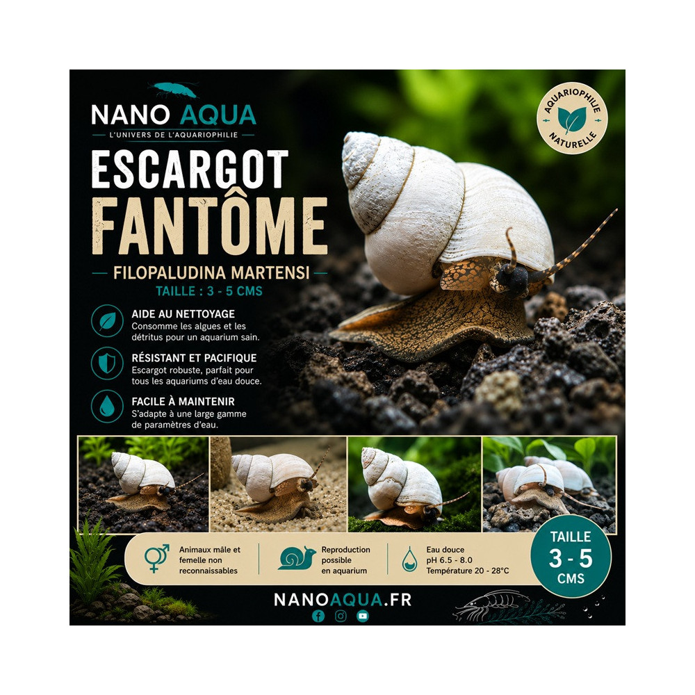 FILOPALUDINA MARTENSI ( SIAMOPALUDINA ) / GHOST WIZARD WHITE SNAIL / ESCARGOT FANTOME