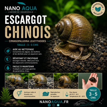 CIPANGOPALUDINA LEUCYTHOIDES / CLEAN SNAIL/ ESCARGOT CHINOIS
