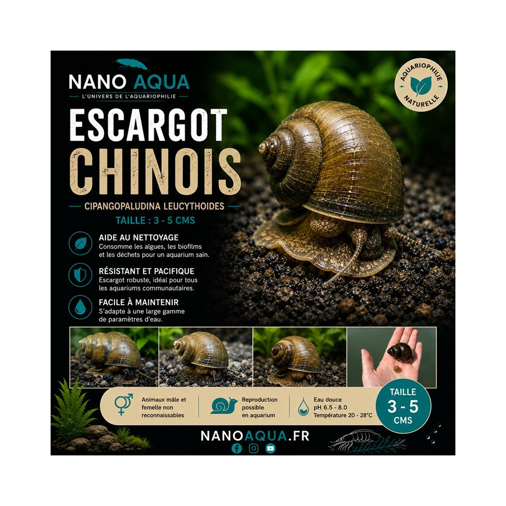 CIPANGOPALUDINA LEUCYTHOIDES / CLEAN SNAIL/ ESCARGOT CHINOIS