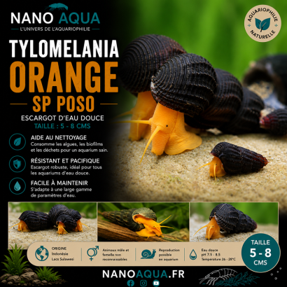 TYLOMELANIA SP POSO / ORANGE