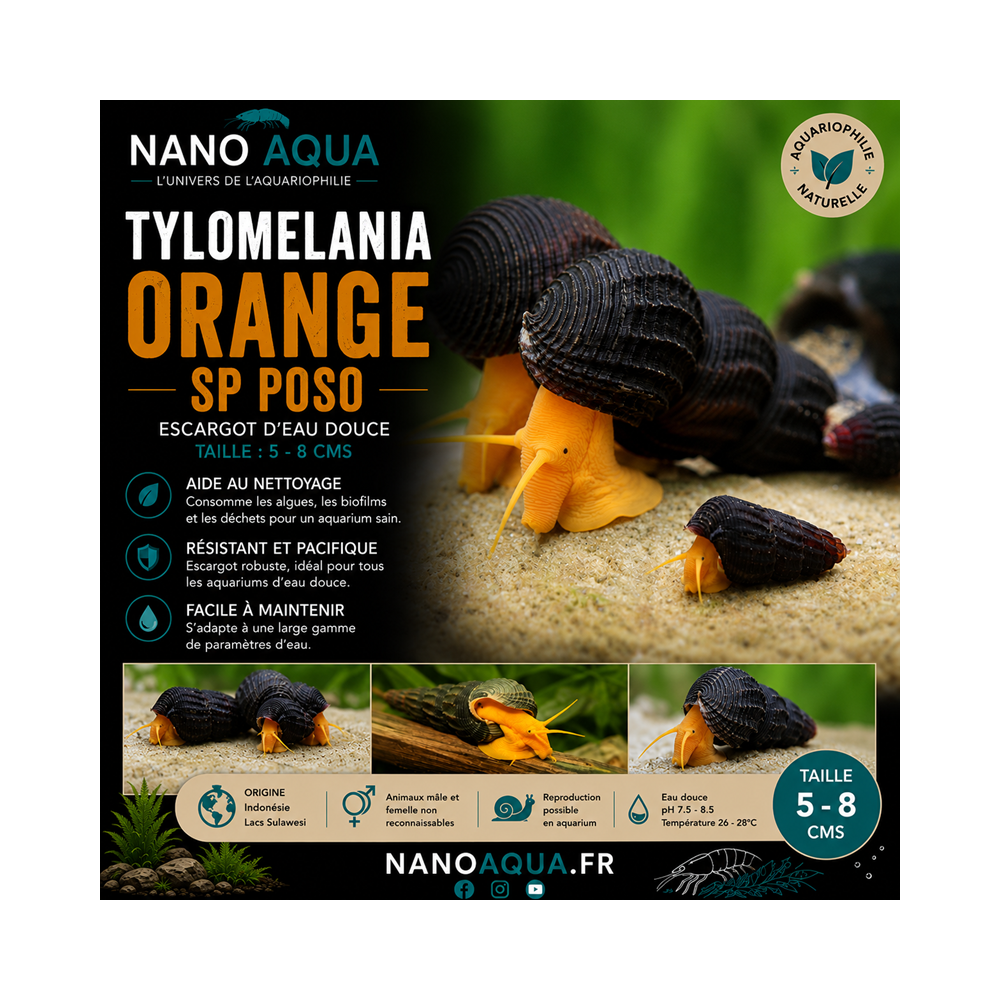 TYLOMELANIA SP POSO / ORANGE