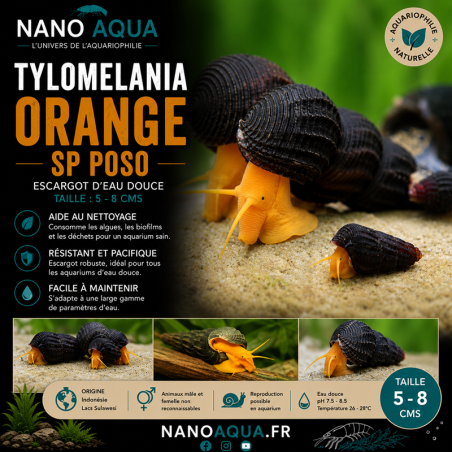 TYLOMELANIA SP POSO / ORANGE
