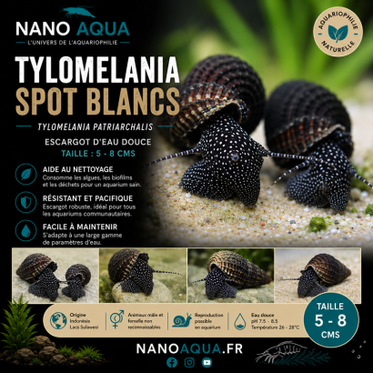 TYLOMELANIA PATRIARCHALIS / WHITE SPOTS