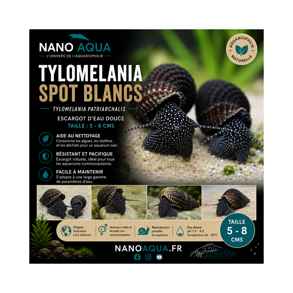 TYLOMELANIA PATRIARCHALIS / WHITE SPOTS