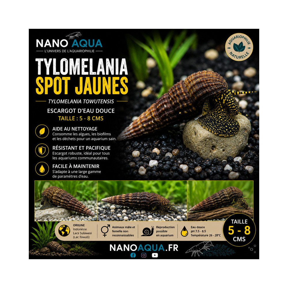 TYLOMELANIA TOWUTENSIS YELLOW SPOTS
