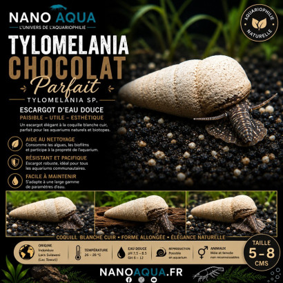 TYLOMELANIA PERFECTA CHOCOLATE