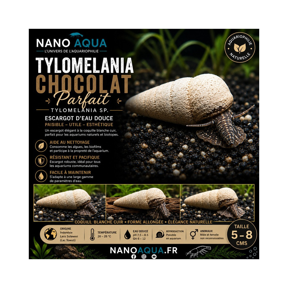 TYLOMELANIA PERFECTA CHOCOLATE