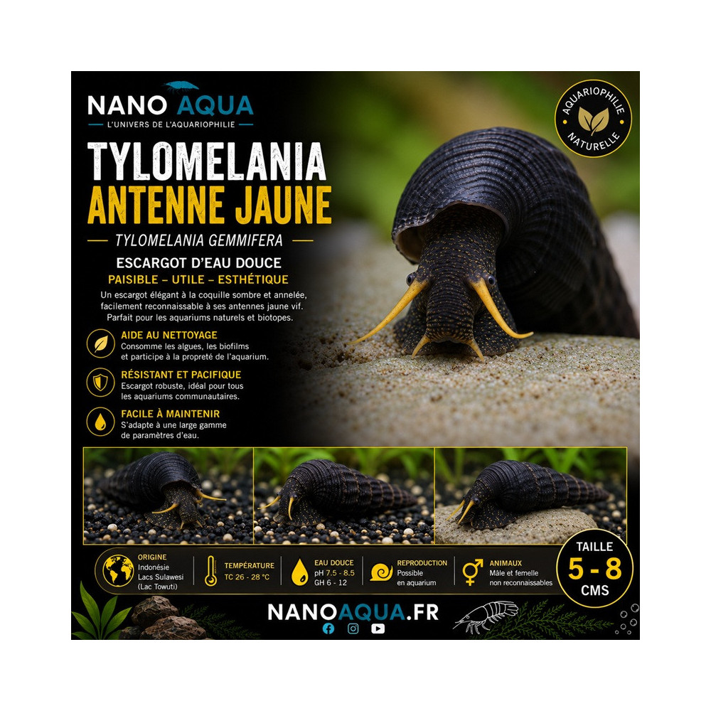 TYLOMELANIA GEMMIFERA / YELLOW ANTENNA