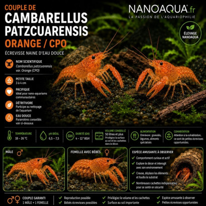 CAMBARELLUS PATZCUARENSIS ORANGE / CPO