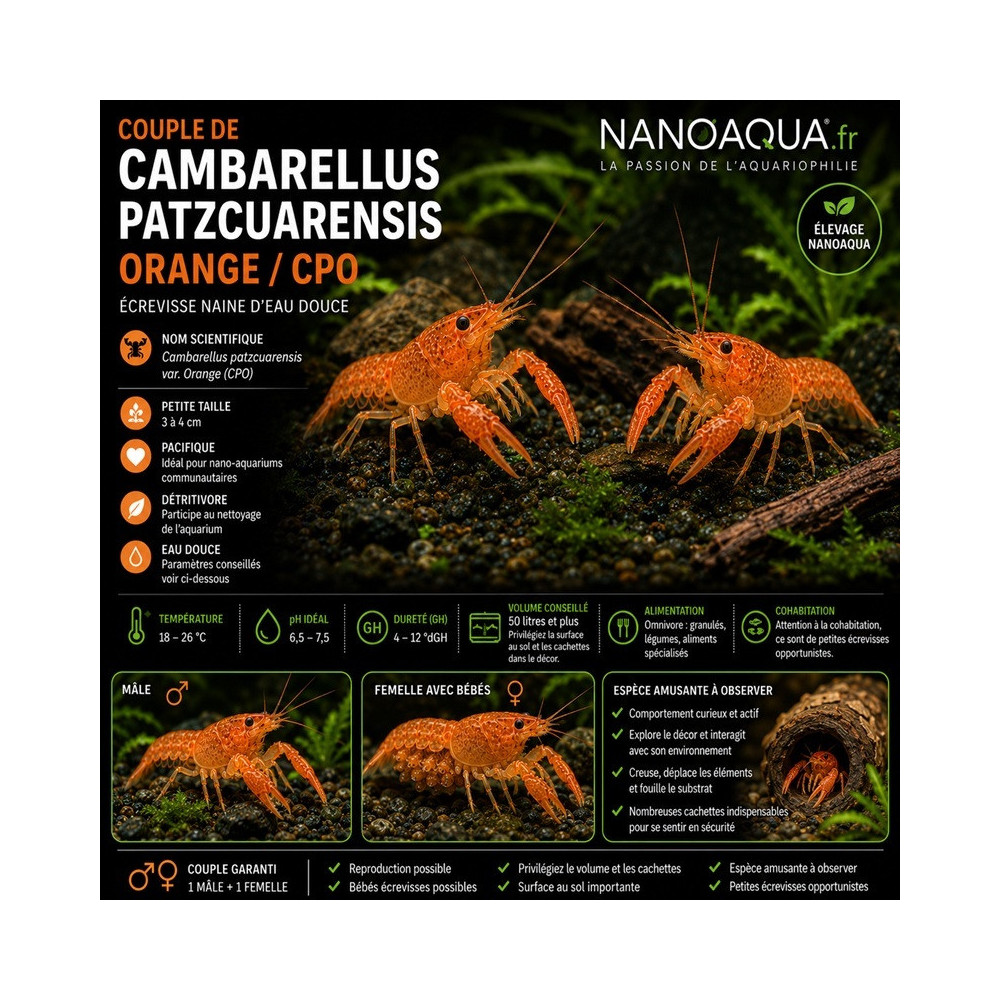 CAMBARELLUS PATZCUARENSIS ORANGE / CPO