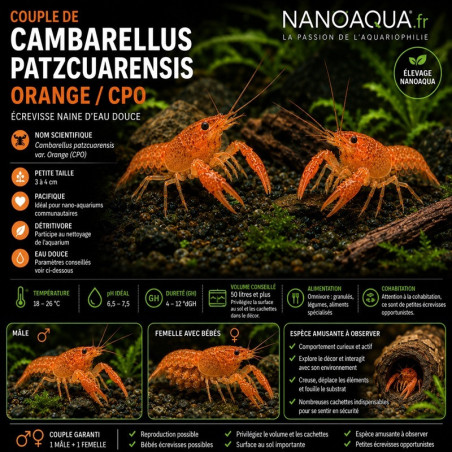 CAMBARELLUS PATZCUARENSIS ORANGE / CPO