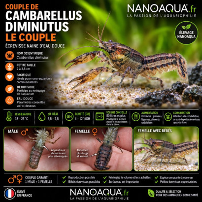 CAMBARELLUS DIMINUTUS / le couple