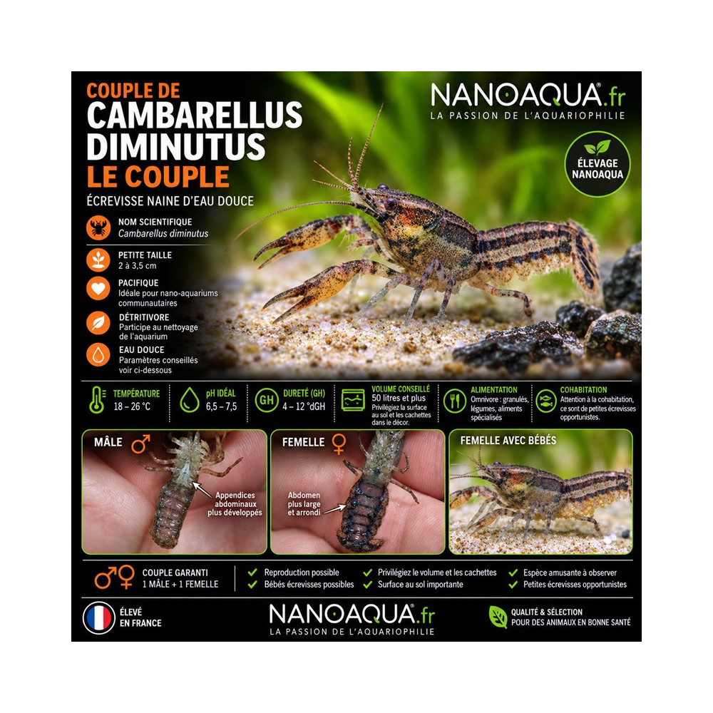 CAMBARELLUS DIMINUTUS / le couple