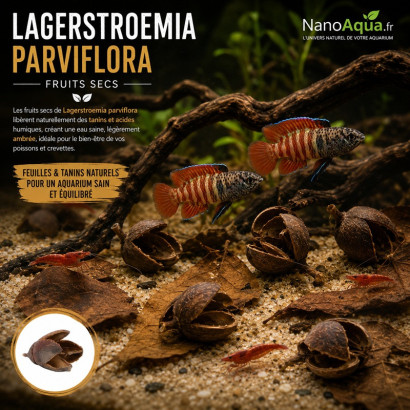10 FRUITS SECS LAGERSTROEMIA PARVIFLORA