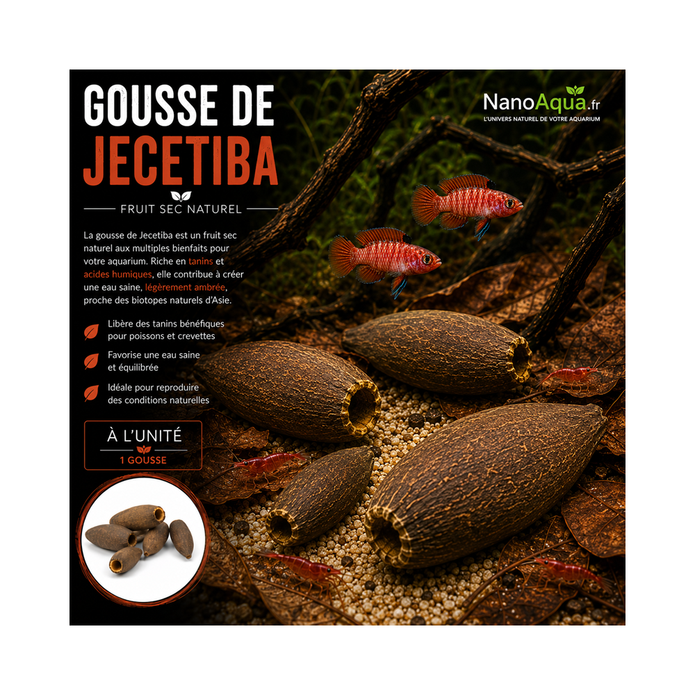 FRUIT JECETIBA / GOUSSE JECETIBA