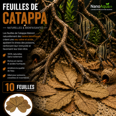 FEUILLES DE CATAPPA