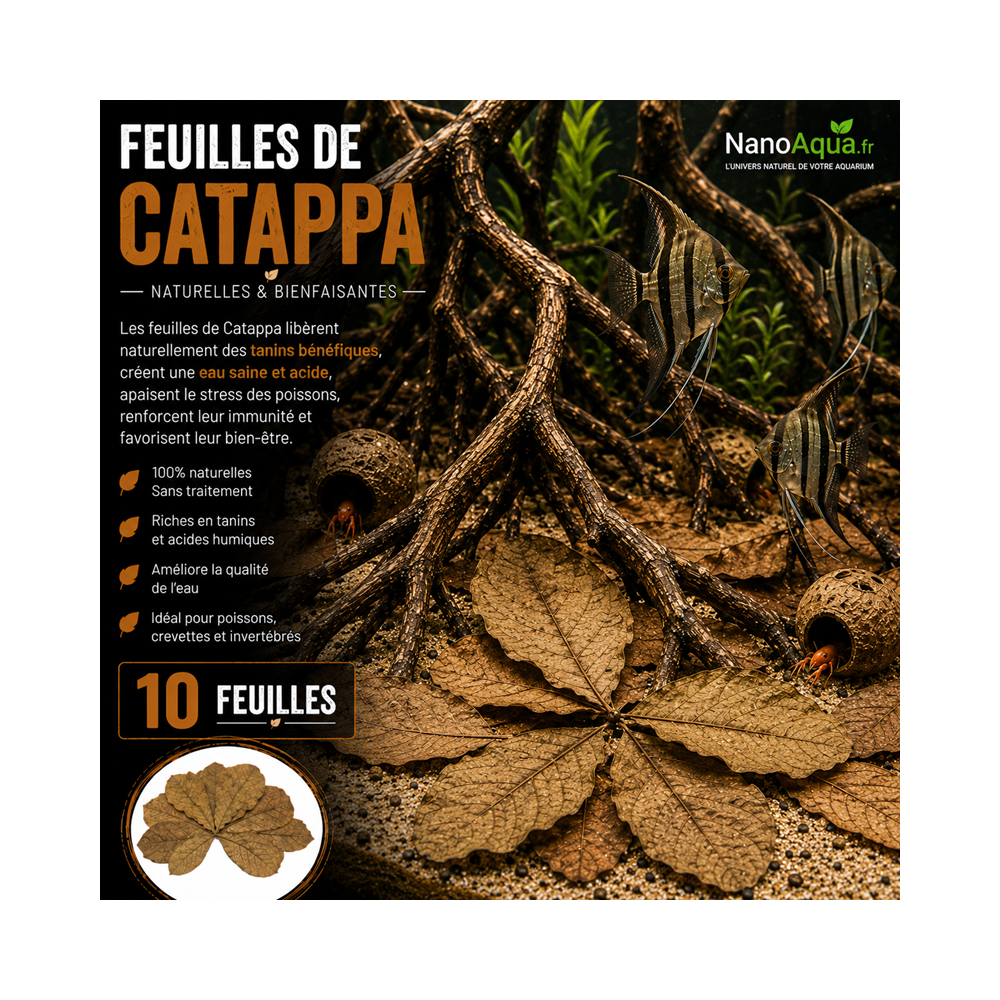 FEUILLES DE CATAPPA