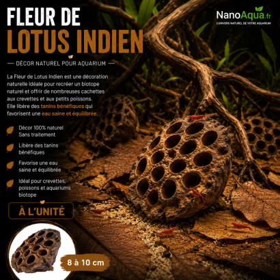 FLEUR LOTUS INDIEN