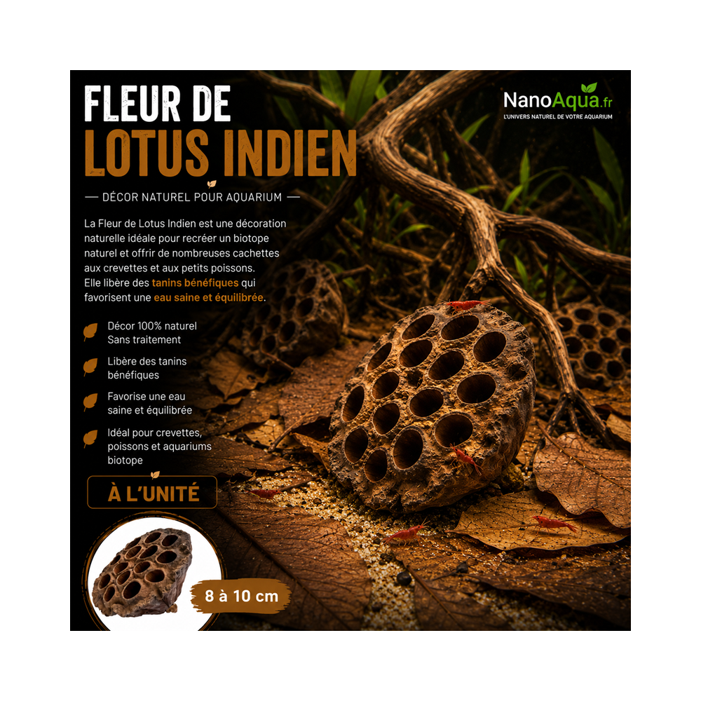 FLEUR LOTUS INDIEN