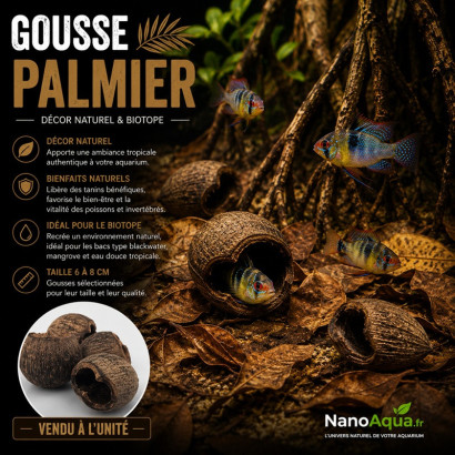GOUSSE PALMIER / PALM PODS