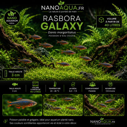 CELESTICHTHYS GALAXY / MICRORASBORA GALAXY  / DANIO MARGARITATUS