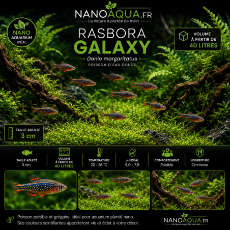 CELESTICHTHYS GALAXY / MICRORASBORA GALAXY  / DANIO MARGARITATUS