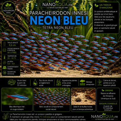 PARACHEIRODON INNESI / NEON BLEU / TETRA NEON BLEU
