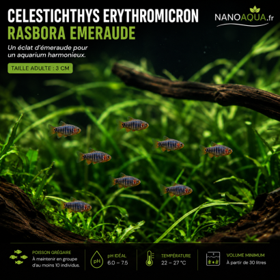 CELESTICHTHYS ERYTHROMICRON / DANIO EMERAUDE / RASBORA EMERAUDE