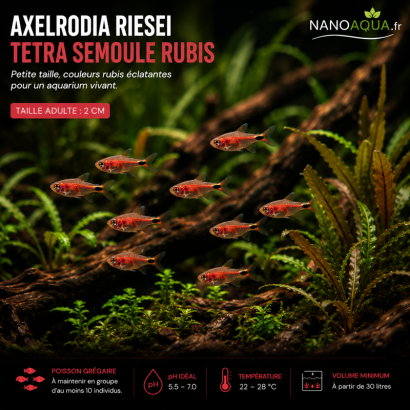 TETRA SEMOULE RUBIS / AXELRODIA RIESEI
