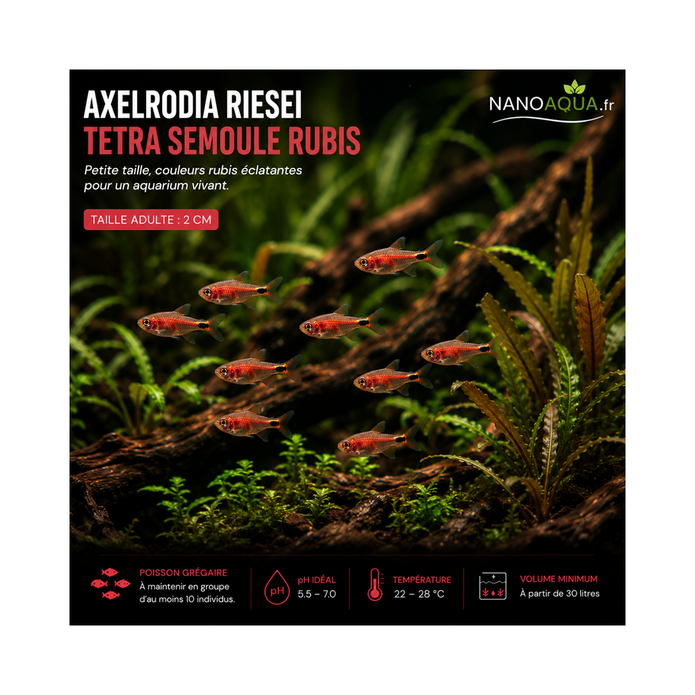 TETRA SEMOULE RUBIS / AXELRODIA RIESEI