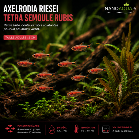 TETRA SEMOULE RUBIS / AXELRODIA RIESEI