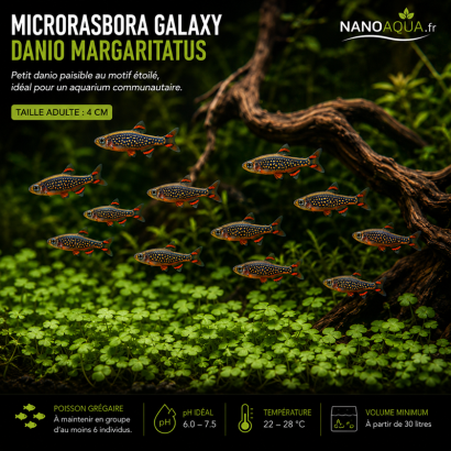RASBORA GALAXY / CELESTICHTHYS GALAXY / MICRORASBORA GALAXY  / DANIO MARGARITATUS