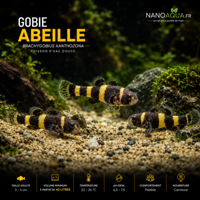 GOBIE ABEILLE / BRACHYGOBIUS XANTHOZONA