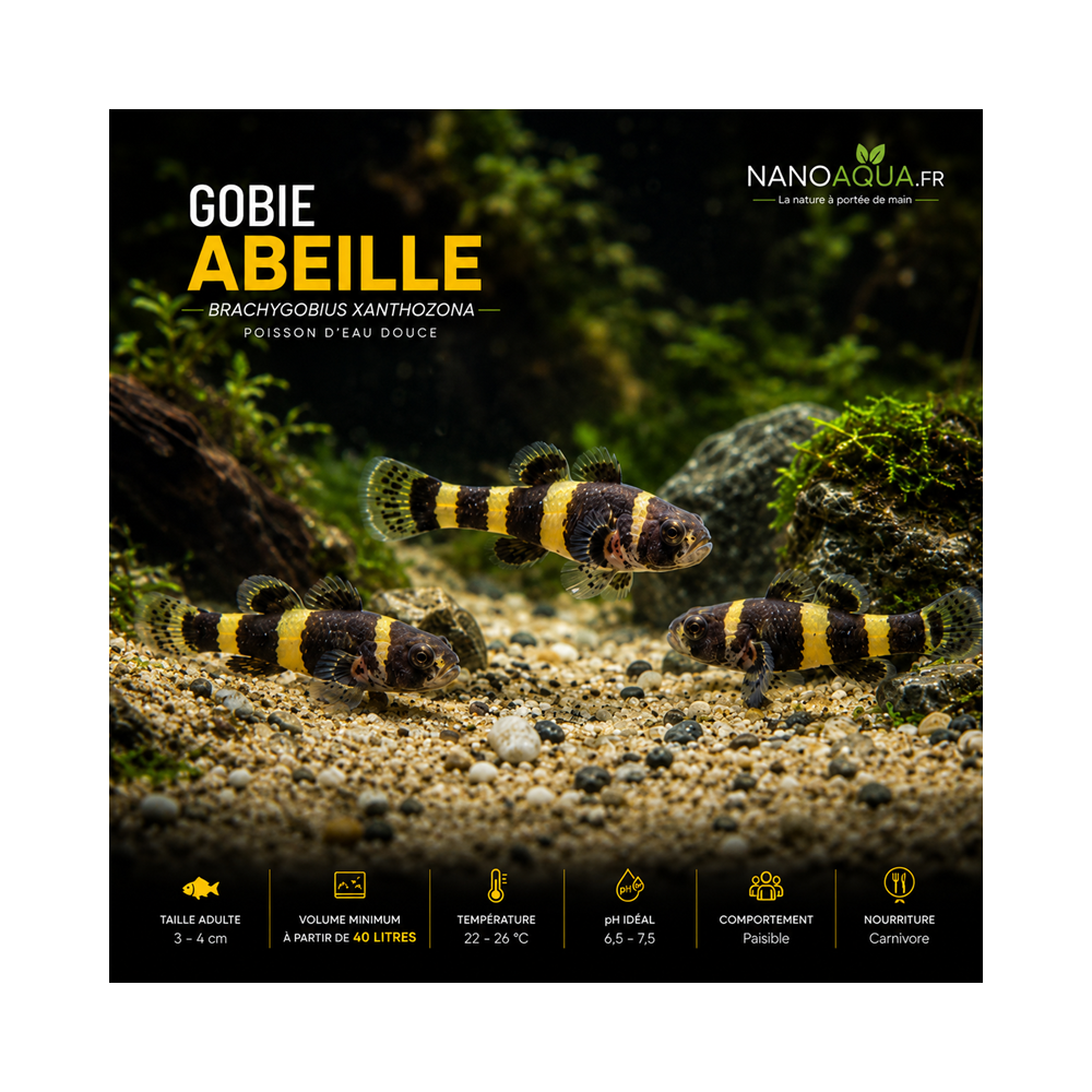 GOBIE ABEILLE / BRACHYGOBIUS XANTHOZONA